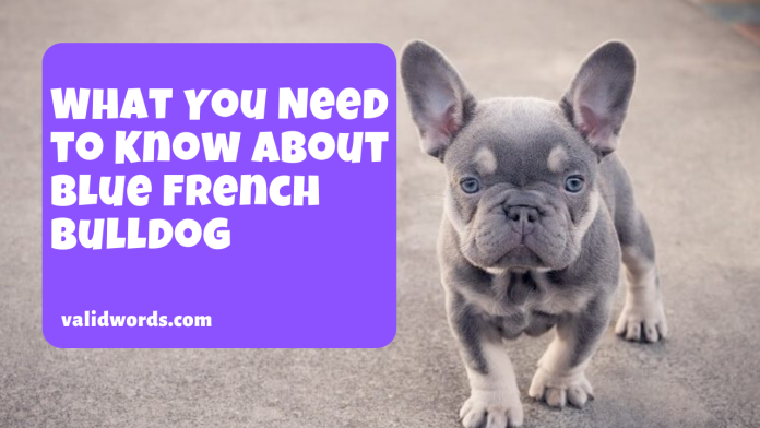 What You Need to Know About Blue French Bulldog
