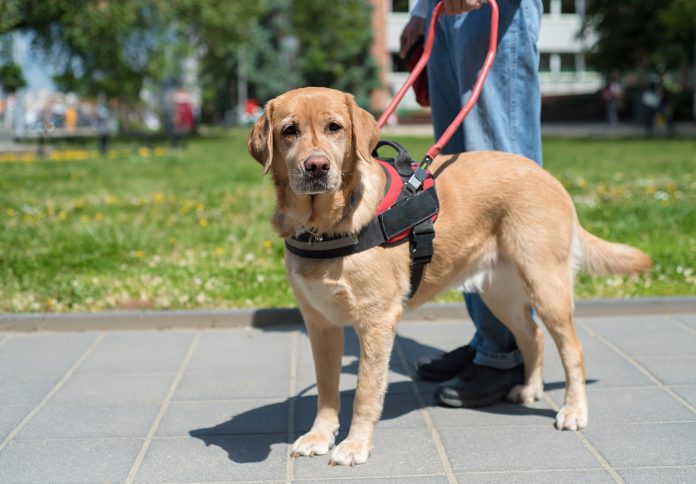 What Is Considered a Service Dog?