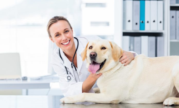 Tips for Running a Successful Veterinary Practice