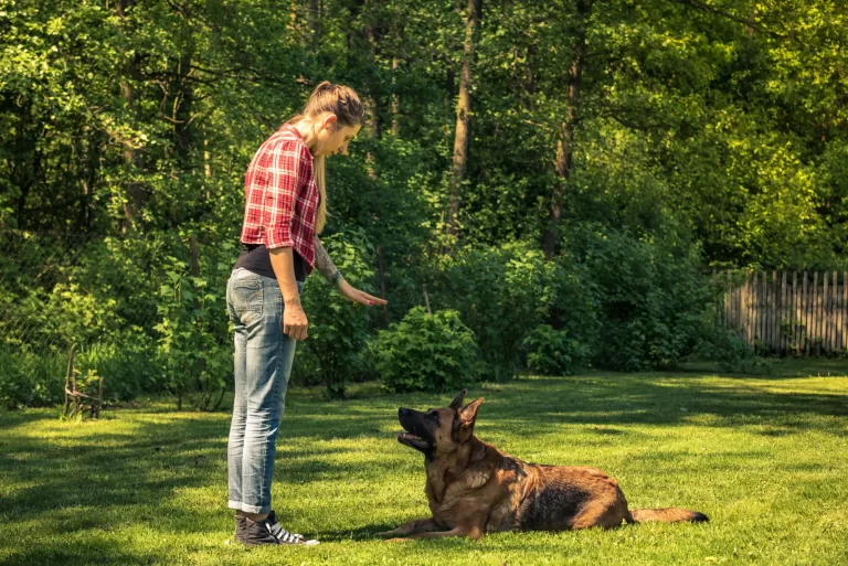 Free Service Dog Training Near Me: How To Choose the Right Dog Trainer