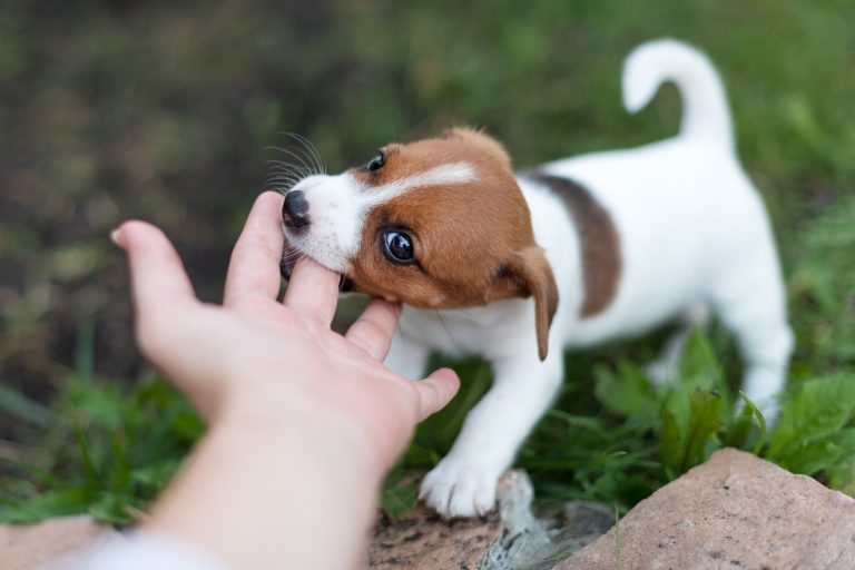 3 Massively Helpful Tips for New Dog Owners
