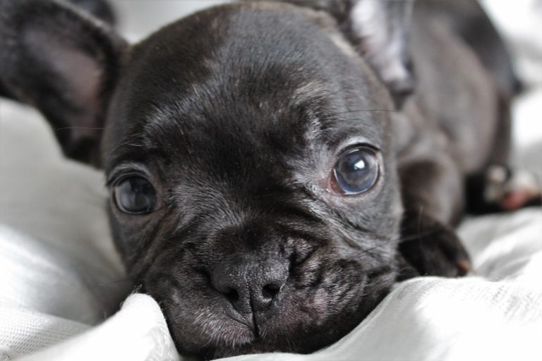 French Bulldogs for Sale: 3 Tips for Choosing the Best Puppy
