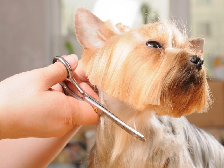 5 Dog Grooming Tips for New Pet Owners