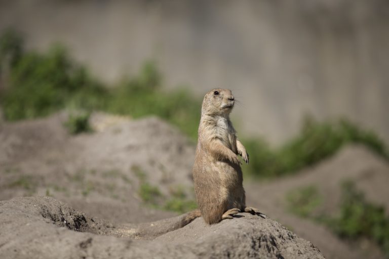 Gopher Signs: How to Tell if You Have a Gopher Problem