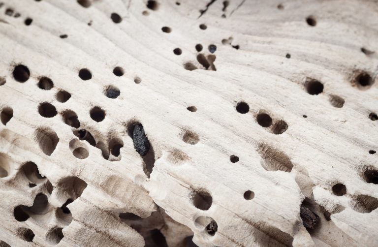 5 Common Signs of a Termite Infestation in Your Home