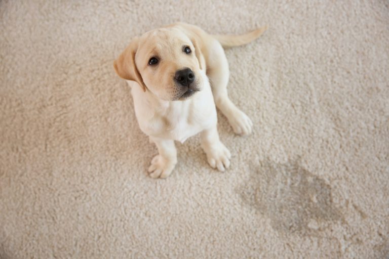 How to Remove Pet Odor From the Home