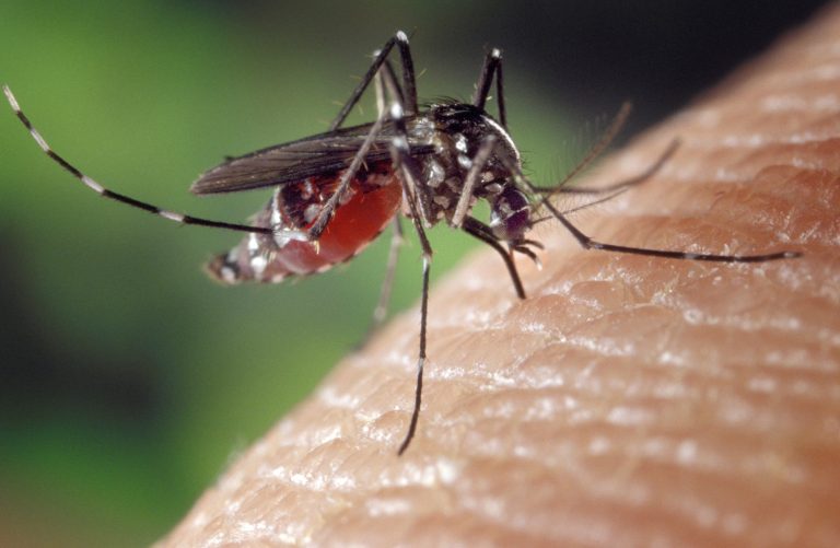 How to Prepare for Mosquito Season