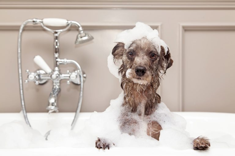 How to Wash Your Dog for First Time Pet Owners