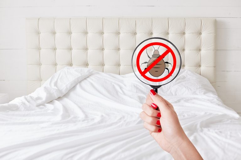 5 Common Signs of Bed Bugs in Your Home