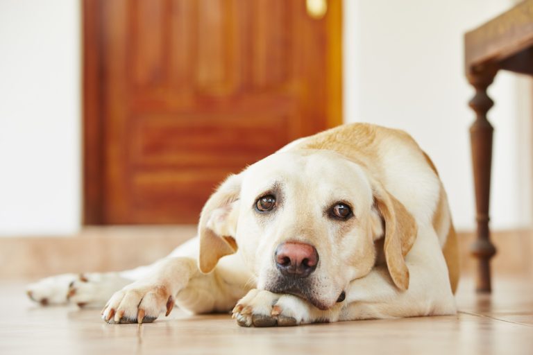 5 Tips for Reducing Anxiety in Dogs