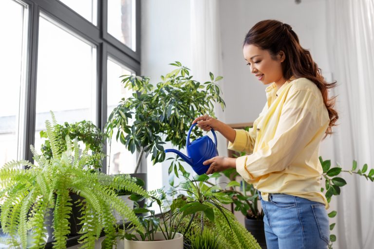 7 Common Errors for Indoor Plant Care and How to Avoid Them