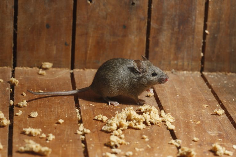 5 Telltale Signs of Mice in Your Home