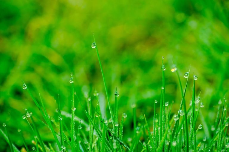 Winter to Summer: 5 Essential Lawn Care Tips to Know