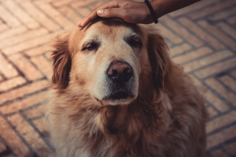 How to Make the Most of Your Pet’s Golden Years