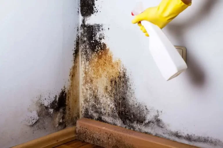 The Importance of Hiring a Mold Removal Company