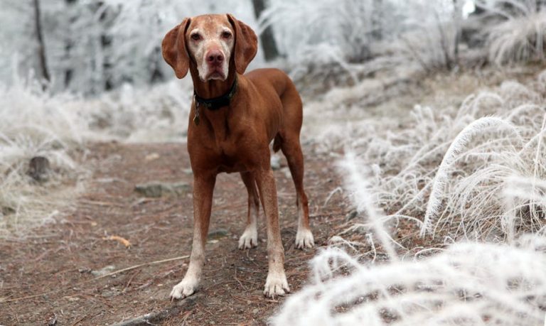 A Beginner’s Guide to Hiking With Your Dog