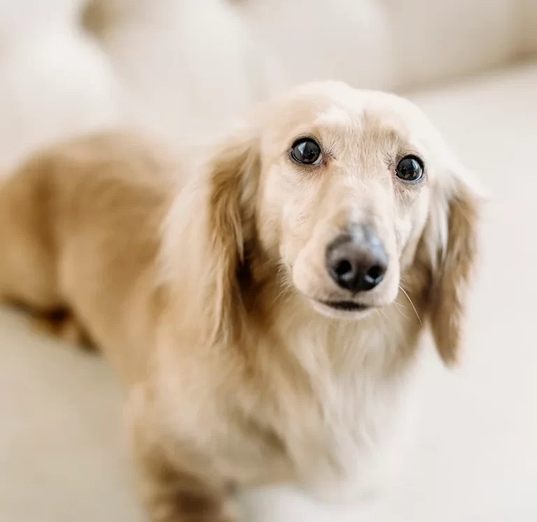 English Cream Dachshund: The Complete Guide to Elegance,3 Types and Temperament