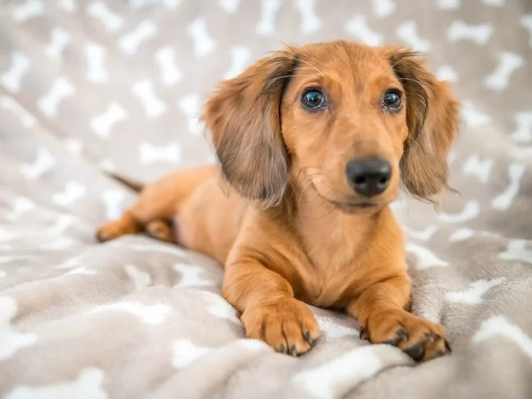 Exploring Miniature Dachshund: Types, Characteristics, and Care Tips
